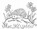 Hedgehog Coloring Pages Hedgehogs Print Mushrooms sketch template