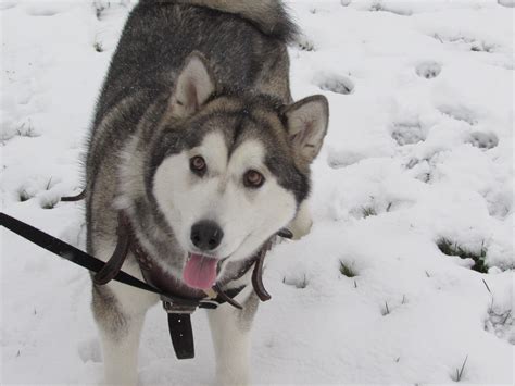 alaskan malamute   snow aww