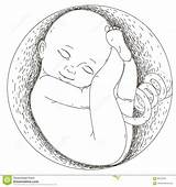Embryo Fetus Womb Foetus Embryon Grossesse Développement Embarazo Humain Fetal Feto Pintar Vecteur Mutterleib Utero sketch template
