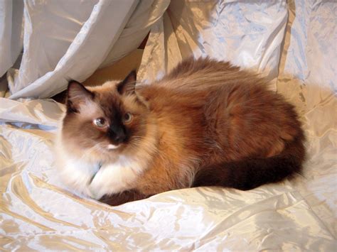 breed review balinese cats kittens argos pet insurance