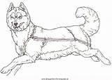 Cani Sled Hunde Husky A10 Colorare Ausmalen Tsb Reverse Malvorlage Coloringpages101 Kategorien Mammals sketch template