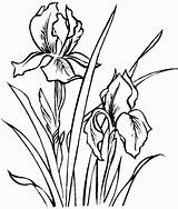 Iris Flower Coloring Pages Drawing Flowers Color Printable Drawings Line Outline Spring Sheets Az Colorear Dibujos Para Draw цветочные раскраски sketch template