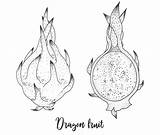 Dragon Fruit Coloring Pages Printable Onlinecoloringpages sketch template