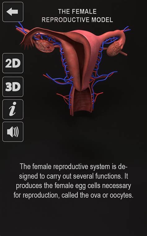 female reproductive system internal organs 3d for android apk download