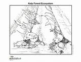 Coloring Ecosystem Pages Forest Kelp National Coral Geographic Reef sketch template
