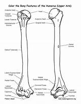 Humerus Coloring Features Bone Anatomy Bony Bones Template Sketch Boney Pages Skeletal System Please sketch template