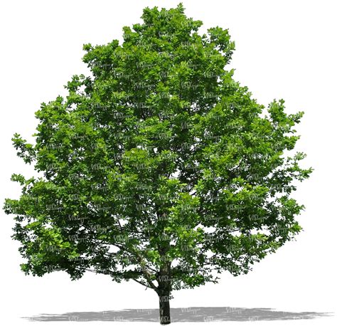 cut  big oak tree cut  trees  plants vishopper