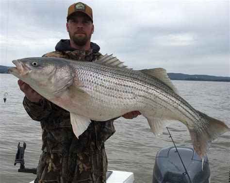 Hudson River Angler Lands Huge Striped Bass ‘it’s A Day I’ll Never