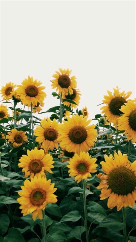 the 25 best sunflower wallpaper ideas on pinterest