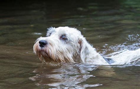 top ten british dog breeds   saving  quickly country life sealyham terrier