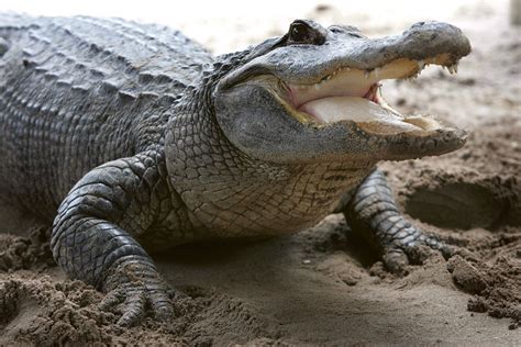 massive 12 foot 500 pound alligator captured alive in florida