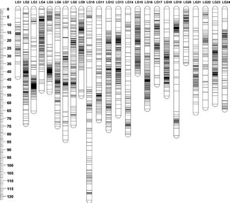 genetic lengths and marker distribution of 24 linkage