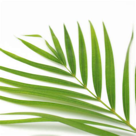palm leaf  malaysia