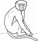 Orangutanes Gorilas Monos sketch template