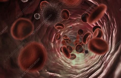 blood stock image  science photo library