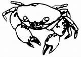 Krab Crab Colorare Caranguejo Mewarnai Kleurplaten Kepiting Gambar Crabe Malvorlagen Krabbe Animasi Malvorlage Krebs Caranguejos Ausmalbild Krebse Kleurplaat Crabs Coloriages sketch template