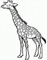 Giraffe Coloring Colouring Pages Popular sketch template