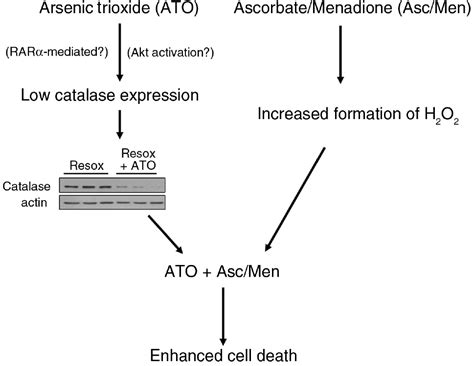 Catalase A Remarkable Enzyme Targeting The Oldest Antioxidant Enzyme