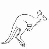 Kangaroo Canguro Piccoli Pagine Svegli Funzionamenti Coloritura Illustrazioni sketch template