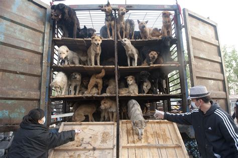 yulin dog meat festival   china rescue groups work