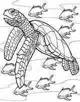 Coloring Pages Turtle Printable Turtles Filminspector Sea Book Animals Gif sketch template
