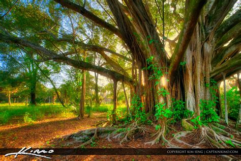banyan tree product tags royal stock photo