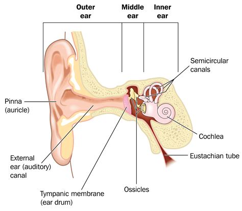 ear infections explained dr mark mcgrath