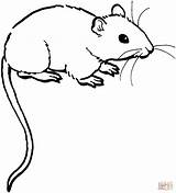 Mice Coloring Mouse Pages Sketches Rat Template Malvorlagen sketch template