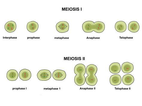 distinguere tra mitosi  meiosi  passaggi