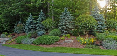 front yard landscaping ideas evergreen shrubs image