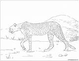 Saharan Cheetah Pages Coloring Online Color sketch template