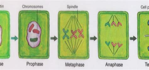 top  similarities  mitosis  plant  animal cells