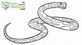 Snake Snakes Reptiles Gopher sketch template