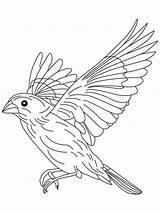 Coloring Canary Pages Flight Grosbeak Flying Bird Sparrow Drawing Birds Color Getdrawings Blue Printable Recommended sketch template