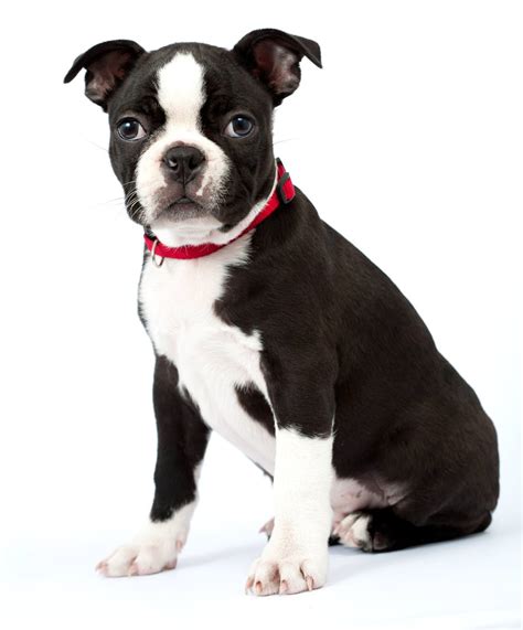 boston terrier  dog breeders part