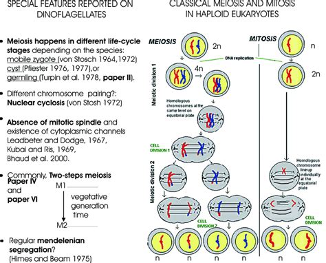 Schematic Diagram Of Mitosis And Meiosis In Haploid Eukaryotes And