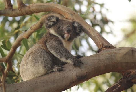 australia wildlife sanctuary kangaroo island real gap experience