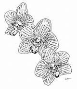 Orchid sketch template