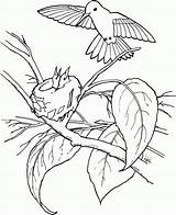 Hummingbird sketch template