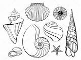 Sea Stylized Illustration Vector Shells Drawn Hand Stock Set Doodl Tattoo Coloring Doodle sketch template