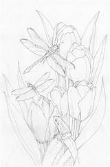 Coloring Pages Dragonflies Drawings Adults Flowers Dragonfly Frog Sketch Bergsma Adult Original Flower Tulips Drawing Press Amazon Sketches Choose Board sketch template
