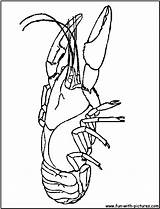 Crayfish Coloring Crawfish Stencil sketch template