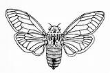 Cicada Drawing Line Getdrawings sketch template