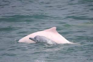 Chinese White Dolphin Numbers Hit Record Low Busy Marine Traffic
