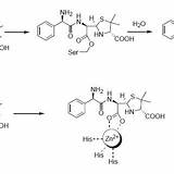 Amoxicillin Hydrolysis Penicillin Catalyzed Lactamase sketch template