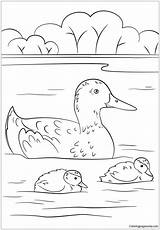 Ducklings Coloringpagesonly Ducks sketch template