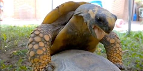 Tortoises Mating Video Shows Hare Is Beaten In More Than Just Racing