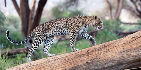 leopard image  leopard
