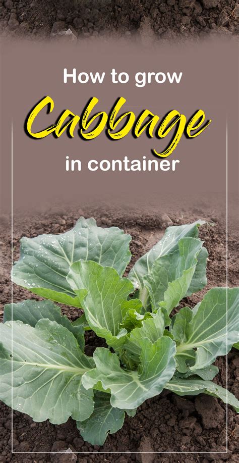 grow cabbage  containers growing cabbage growing cabbage
