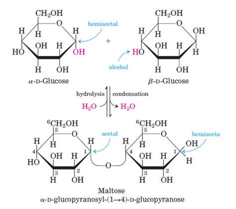 carbohydrates biochemistry biochemithon